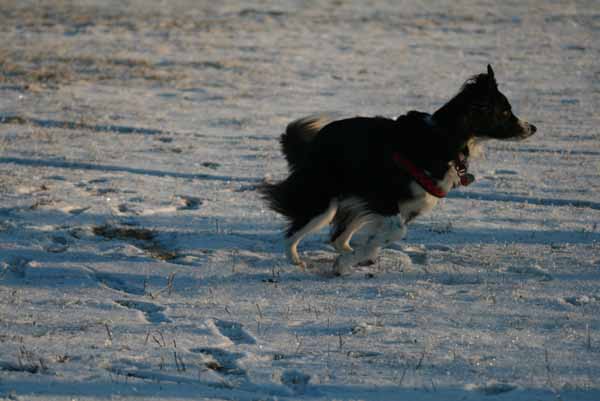Hunde_im_Schnee_2009_1