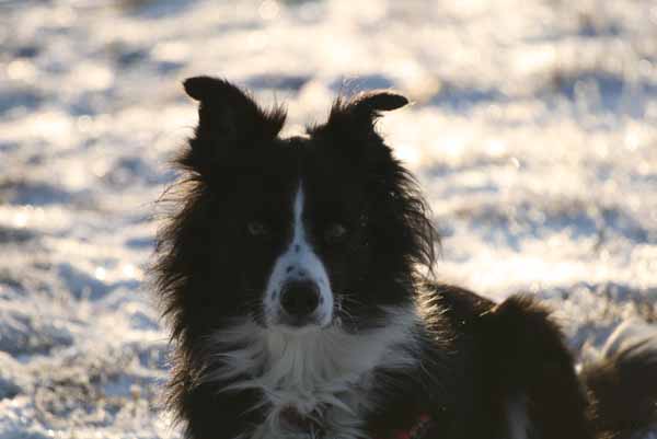 Hunde_im_Schnee_2009_10