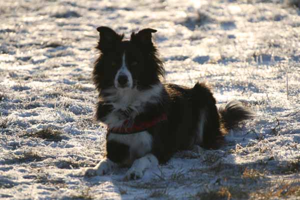Hunde_im_Schnee_2009_11