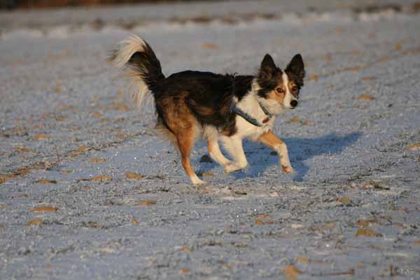Hunde_im_Schnee_2009_12