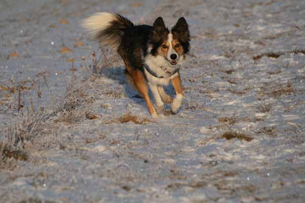 Hunde_im_Schnee_2009_13