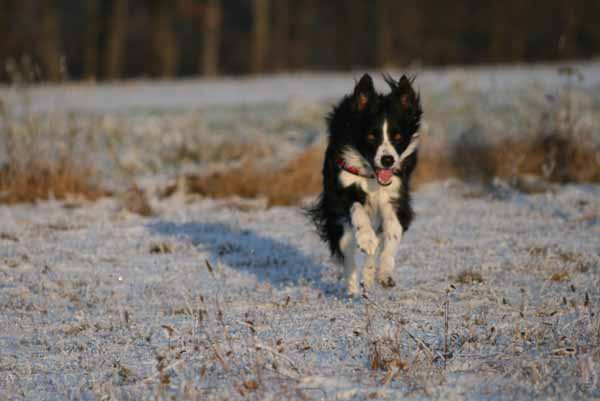 Hunde_im_Schnee_2009_14