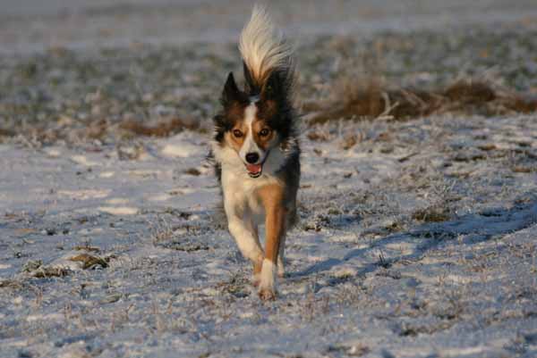 Hunde_im_Schnee_2009_18