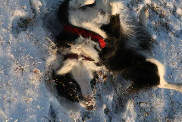 Hunde_im_Schnee_2009_19