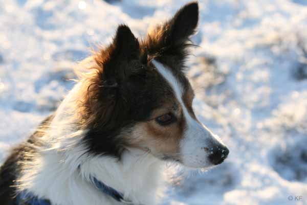 Hunde_im_Schnee_2009_21