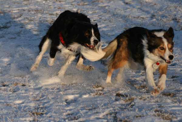 Hunde_im_Schnee_2009_23