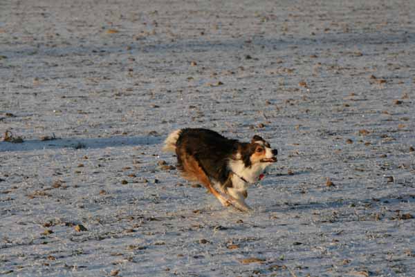 Hunde_im_Schnee_2009_24