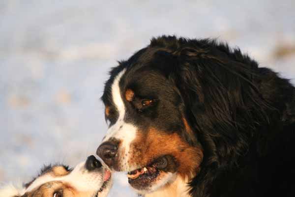 Hunde_im_Schnee_2009_26