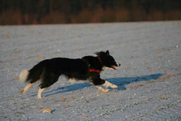 Hunde_im_Schnee_2009_3