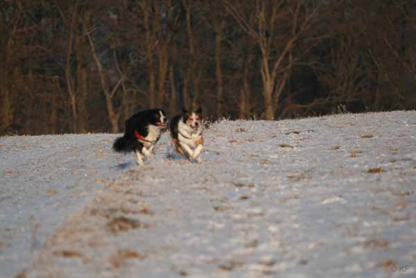 Hunde_im_Schnee_2009_4