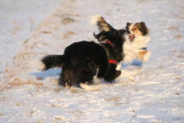 Hunde_im_Schnee_2009_5