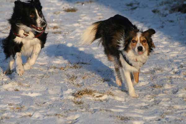 Hunde_im_Schnee_2009_7