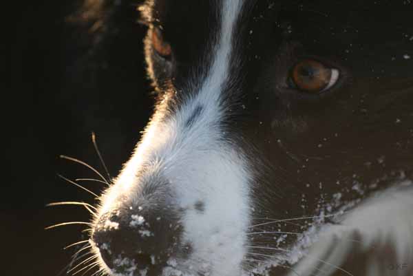 Hunde_im_Schnee_2009_8