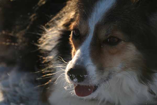 Hunde_im_Schnee_2009_9