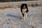 Hunde_im_Schnee_2009_16