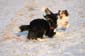 Hunde_im_Schnee_2009_5