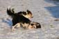 Hunde_im_Schnee_2009_6