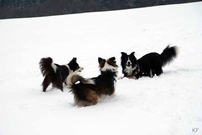 Darah_Hazel_Viva_Schnee1