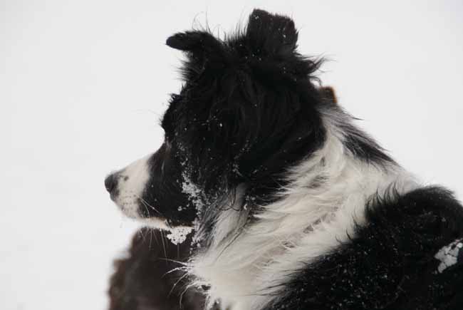 Darah_Hazel_Viva_Schnee11