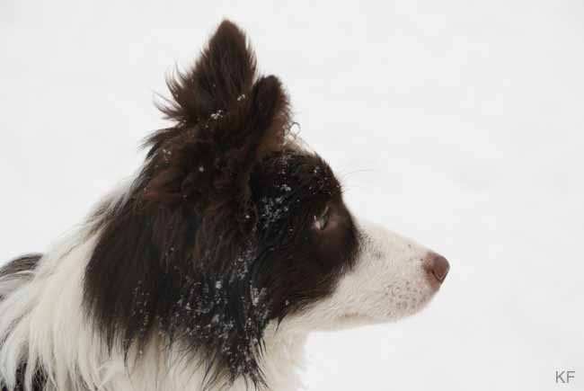 Darah_Hazel_Viva_Schnee13