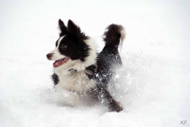 Darah_Hazel_Viva_Schnee14