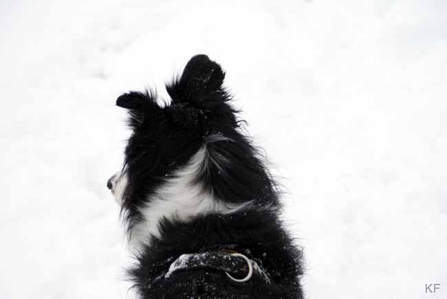 Darah_Hazel_Viva_Schnee5