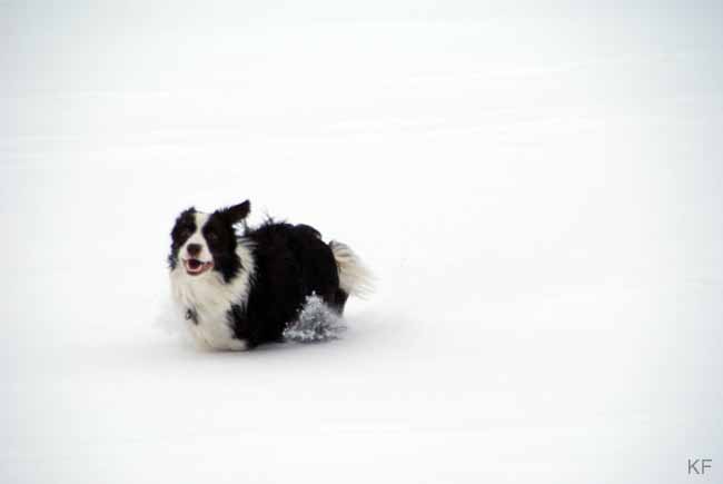 Darah_Hazel_Viva_Schnee8